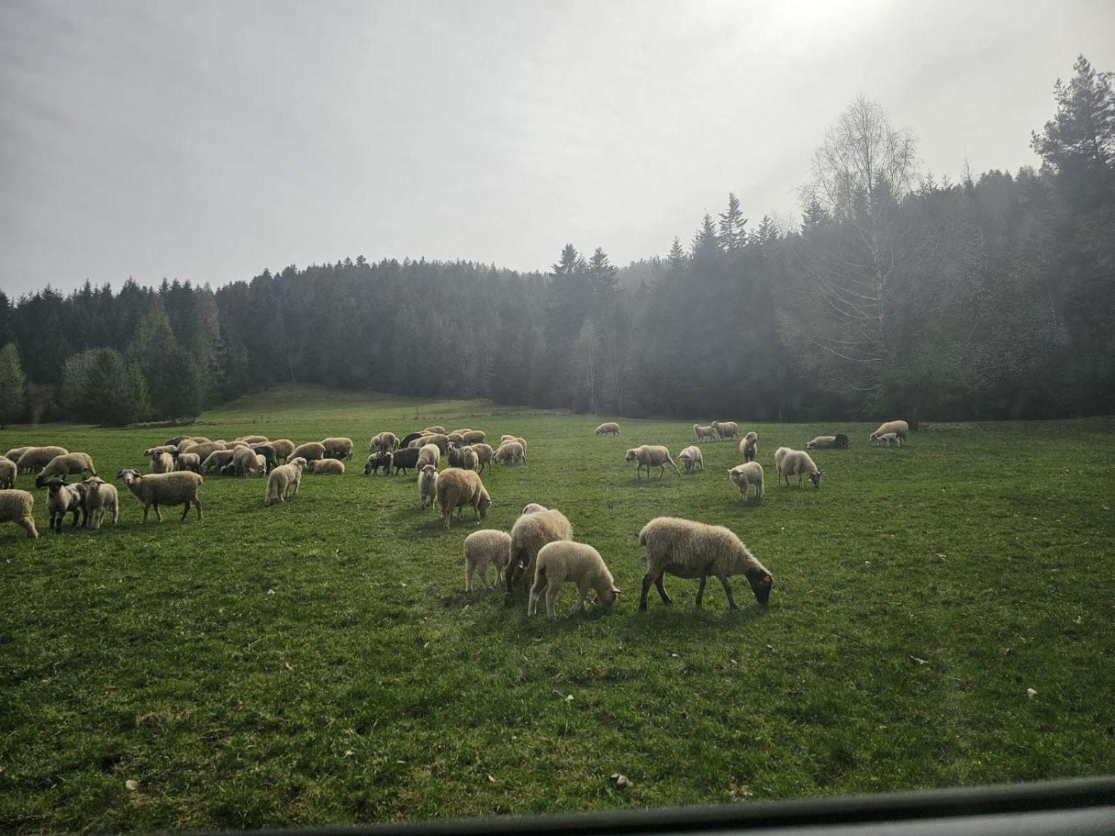 Szlak By Trafil Villa Poręba Wielka Dış mekan fotoğraf